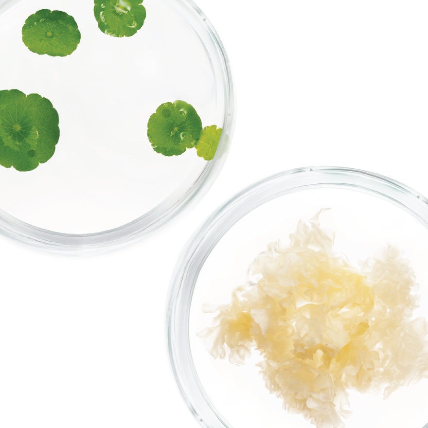 Goteskin Plumping H.A. Serum