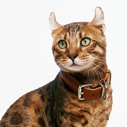 Gotefriend Collar