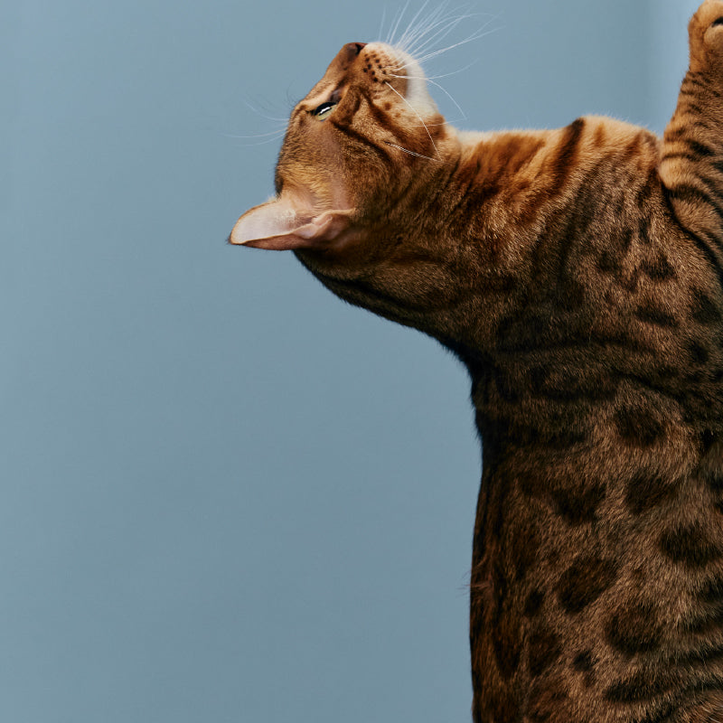 Sense Pet Deodorising Spray