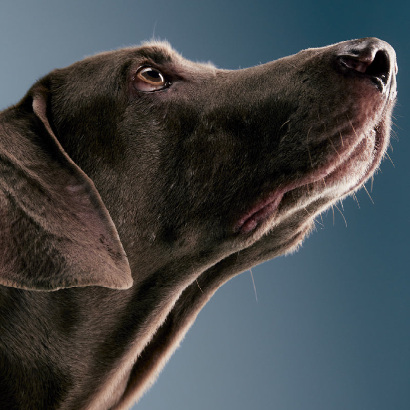 Sense Pet Deodorising Spray