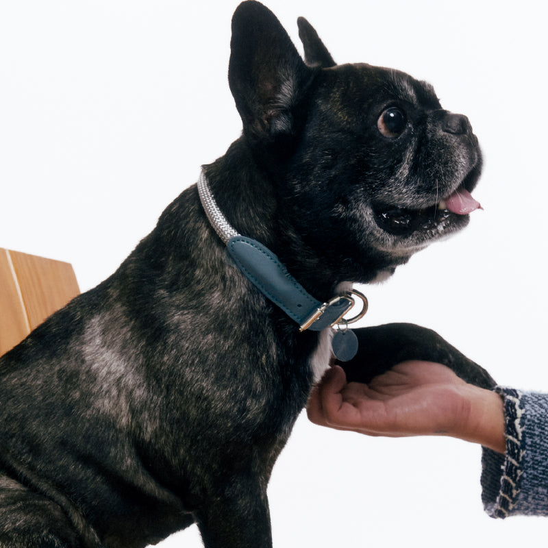 Gotefriend Collar