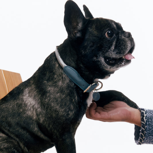 Gotefriend Collar