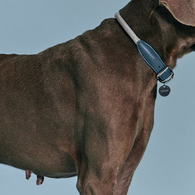 Gotefriend Collar