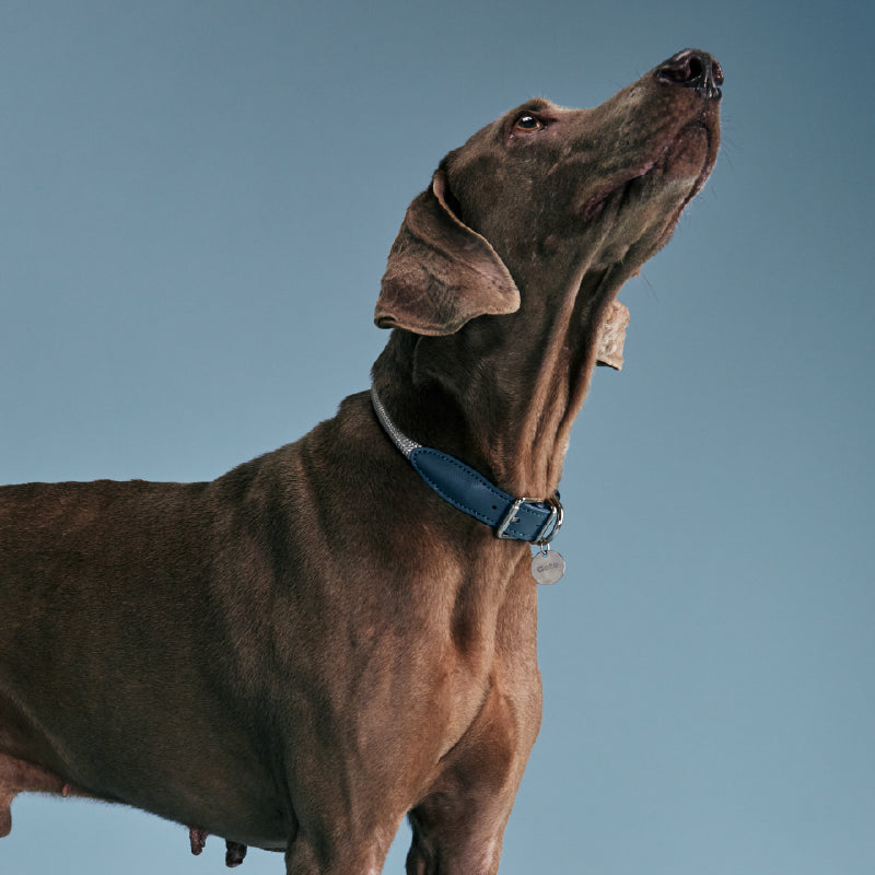 Gotefriend Collar